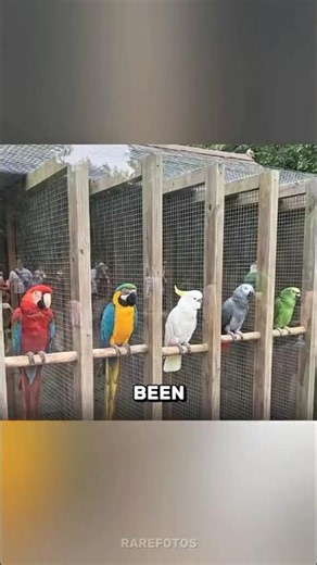 Watch the birdy.