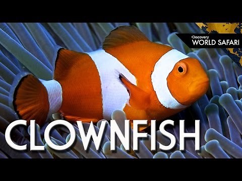 How Clownfish Choose Their Gender