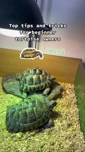 Essential Care Tips for Beginner Tortoise Owners