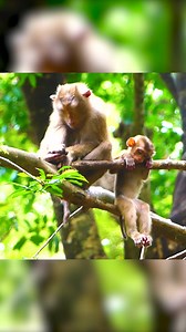 1.7K views · 32 reactions | So pitiful, an abandoned baby monkey acts around to request the lady to be his foster mom. Part 4 | Monkey Magic | Facebook