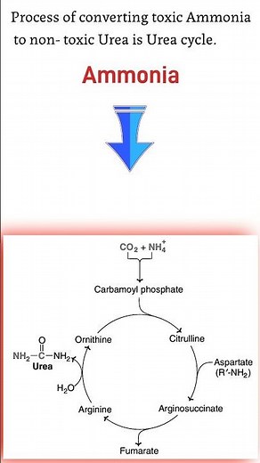 🌟Urea cycle Biochemistry 🌟 Urea cycle kya hai? #nursingstudent #nursing #shortsfeed #biology