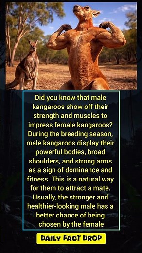 Why Male Kangaroos Show Their Muscles | Amazing Kangaroo Facts#KangarooFacts #AnimalFacts #Wildlife