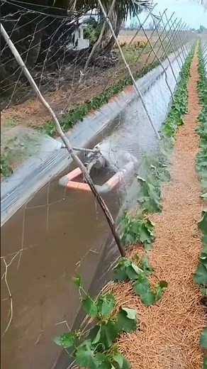 Irrigating Crops with a Mechanized System | Rare Insights