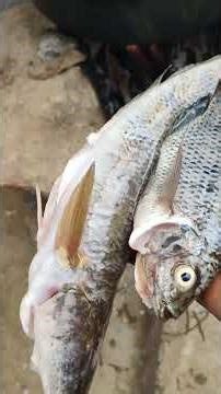 👌👍மீன் குழம்பு செய்யலாம் வாங்க👌👍 #shortsreel #song #shortsfeed #shortfood #meenkulambhu