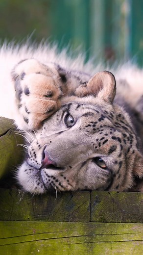 Silly Shen the Snow Leopard: A Compilation of Goofy Moments