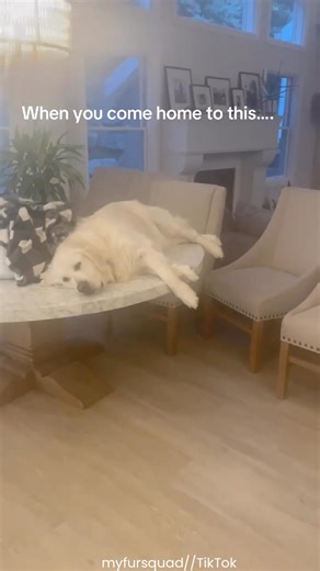 Dog Caught Laying Down On Table 🥰