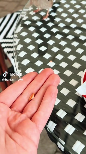 Feeding a sparrow 😀 #reel #reels__tiktok #reelsvideo #reelsviral #reelstiktok #bird #birdslove #birdlover #birdwatching #birdlovers #birdslove #birdslover #sparrow #sparrows #ptaki #ptakipolski #ptak #viralreels #viralshorts #fyp #fyppp #fypageシ #fypagee #foryoupagе #foryoupage❤️❤️ #dc #dlaciebie #dlaciebie❤️ #dlaciebie😏
