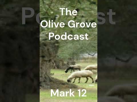 The Olive Grove Podcast Mark Chapter 12 Discussion