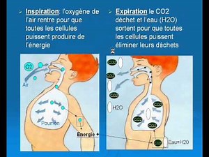 La respiration