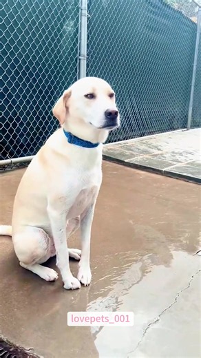Funny Labrador.🤣🤣🤣#labrador #dog #dogsoftiktok #doglover #foryou #funny #funnyvideo #viral #fypシ #funnyanimals #usa🇺🇸