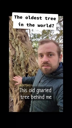 Exploring the Oldest Trees: A Journey Through Time