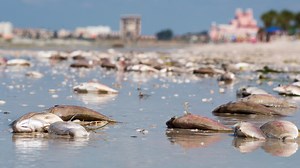 Red tide: Check the current conditions before you go