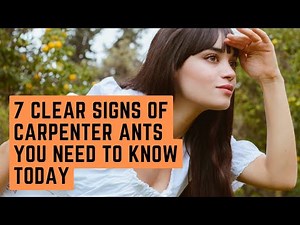 7 Clear Signs of Carpenter Ants You Need to Know Today