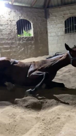 The Hard Road is feeling good! #ibleracing #racehorsesoftiktok #fyp #horseracing #happyhorses