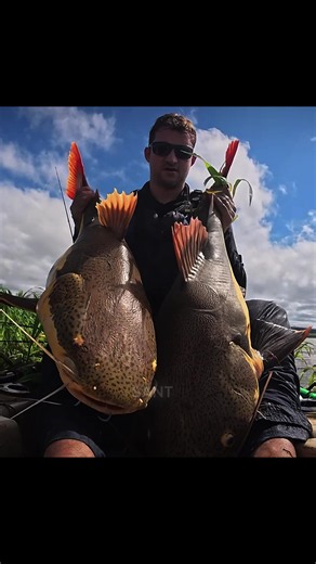 O final: captura de pirarara (pirarucu) — pesca e edição