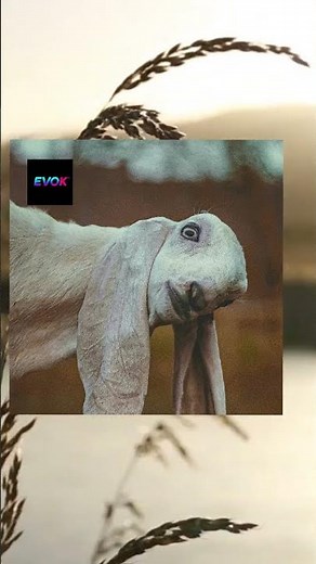 Funky House Party – Dancefloor Classics Reimagined #2025house