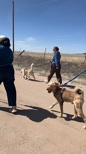 🌞 Spring Has Sprung at National Mill Dog Rescue! 🌞 It’s finally starting to warm up here in Colorado, and what better way to celebrate the arrival of spring than with a joyful pack walk? Our dogs, many of whom spent far too long in cages, are now reveling in the freedom of the great outdoors. Watching them breathe in the fresh air and feel the warm sunshine on their backs is a reminder of the simple joys that freedom brings. These happy tails wagging in the sun are not just enjoying their walk