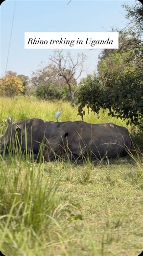 Embarking on our first 2026 adventure . Kicking off with rhino treking as we enroute to Murchsion falls . Www.jinjatoursandsafaris.com 256779849930 Jinjatoursandsafaris@gmail.com #uganda #safari #africa #everyoneシ゚ #travel | Java Tourguide Uganda Safaris