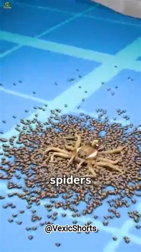 😱 He Stepped on a Spider and Instantly Regretted It 🕷️