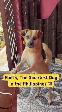 Fluffy the Filipino Dog can bark in 3 Languages !! 😳