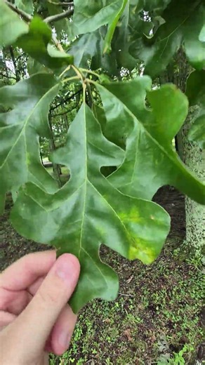 How I Identify A Post Oak.