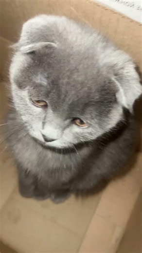 Sleepy Kitten Just Woke Up #kittyrubi #catshorts #cuteanimals #sleepingkitten