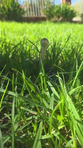 Jackaroo the Bredli Python