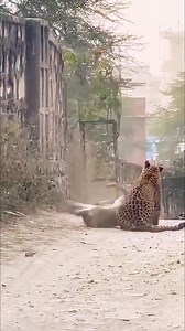 One Jump. One Jaw Grip.8-foot wall? One leap? Deer locked in jaws — Pure leopard Power in Action. 🐆💥 #wildlifewithrajesh #WildEncounter #animalplanet Jhalana Doongri | Rajesh Saini