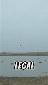 Is this LEGAL Duck Hunting Tactic UNETHICAL?