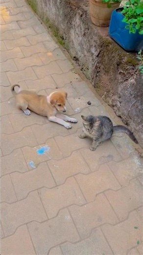 dog or cat funny moments 😄😂👍