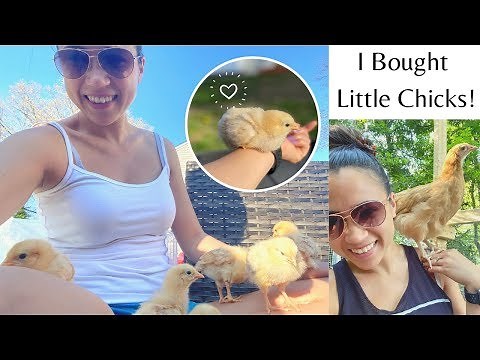 Chickens Growing Up Timelapse!! | 4 Days Old To 9 Weeks! | Buff Orpingtons | Emilyy Elizabeth
