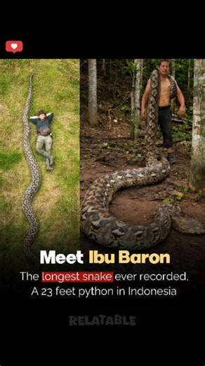 RELATABLE | 🐍🌏 Deep in Indonesia, researchers measured a 23+ foot reticulated python, officially verified by Guinness World Records as the longest wild... | Instagram