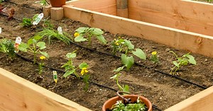 Dripline Irrigation | Sprinkler School