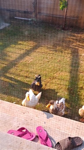 female duck quak sound is funny. #birdtrend #duck