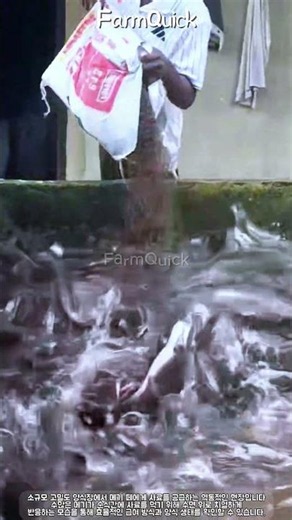 사료가 투하되는 즉시 수면 위로 몰려드는 메기 #farming #farmlife #livestock #catfish #aquaculture