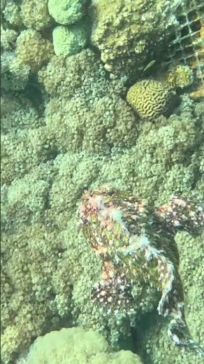 Camouflage in Motion — Warty Frogfish Caught Moving! 😳🐡🌊