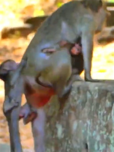 Adorable Baby Monkeys Hugging Their Mom