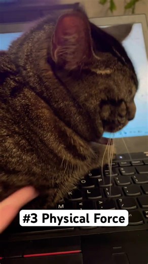 4 Things To Do When Your Cat Takes Over Your Laptop