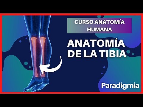 Anatomy of the Tibia | Simple Explanation with 3D Model 🤯