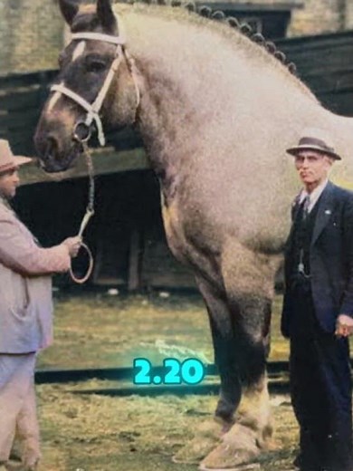🐎 Meet Sampson – The Largest Horse in History! 🏆✨