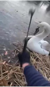 10K views · 369 reactions | Both rescues are on the one video. Two...