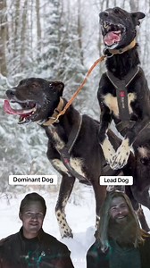 15K views · 204 reactions | There's a big difference between dominant dogs and lead dogs. Lead dogs are not always the most dominant dog in the kennel. Dominant dogs are not always lead dogs. Can you tell the difference? #workingdogs #mushing #leaddog #dominance #dogtraining | Endurance Kennels LLC | Facebook