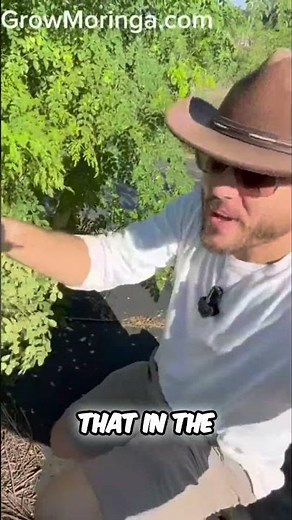 Harvesting & Pruning Maximize Your Moringa Plant Growth!