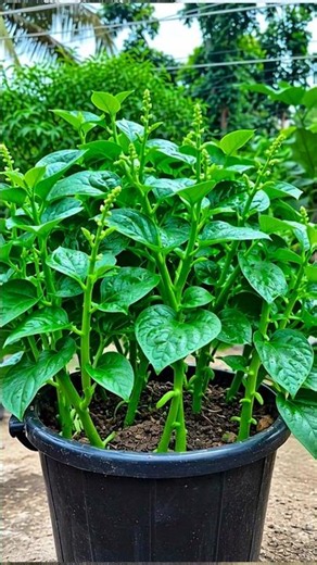 Make Malabar Spinach Grow Faster! Boost Leaf & Vine Growth Naturally | Best Gardening Tips #farming