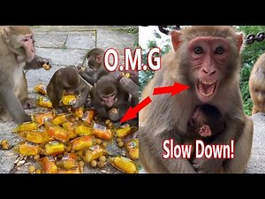 Oh Unbelievable, Big Food In Box & On Ground Troop Monkey Grab Run And Eating Fast