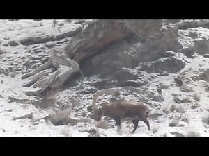 wild ibexes || Himalian Ibexes || Trophy hunting