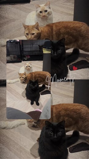 Anna Louise (@annalouise377)’s videos with you look like you love me - Ella Langley & Riley Green