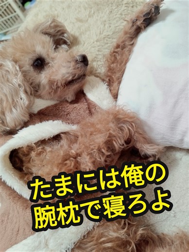 いつもは𝐦𝐚𝐦𝐚の腕枕使ってるからよ、たまには俺の腕枕で寝ないかい？ #トイプードル #イケメン男子 #腕枕 #犬系彼氏 #犬好きと繋がりたい