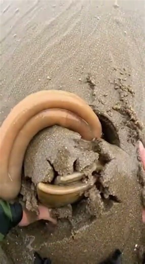 #aquaticlife #fishkeepinghobby #fishcatching #naturelovers #exoticaquariumfish #fishing