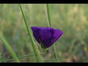 Beethoven's 6th Symphony 1st Movement